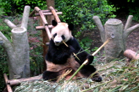 Panda Videos